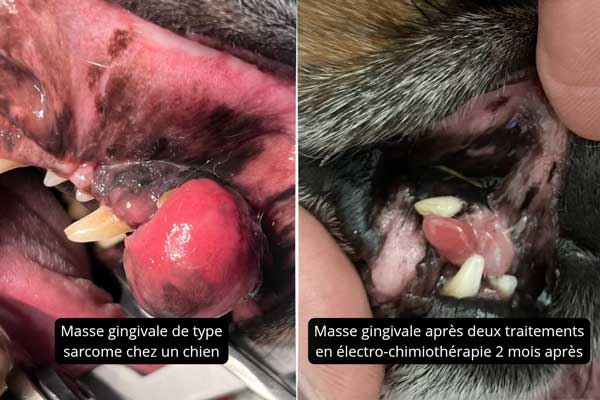 Masse gingivale de type sarcome chez un chien. Masse gingivale après deux traitements en électro-chimiothérapie 3 mois après.